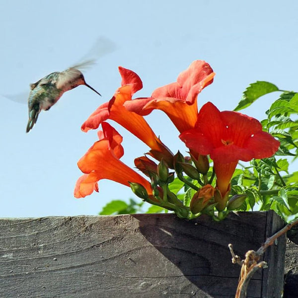 π¦"Hummingbird Carpet"πΈEpilobium garrettii β Rainbow Burst π