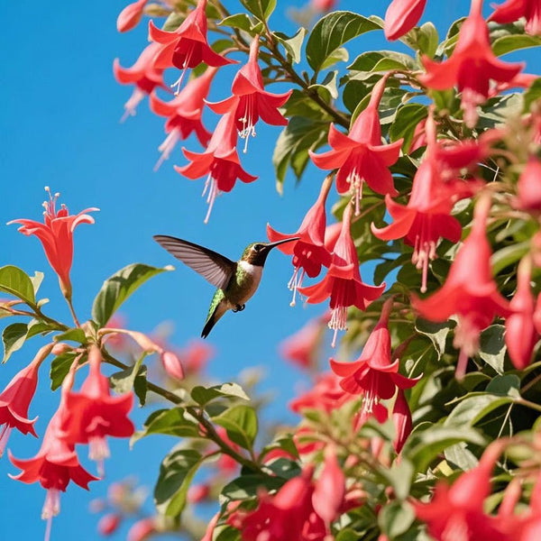 π¦"Hummingbird Carpet"πΈEpilobium garrettii β Rainbow Burst π